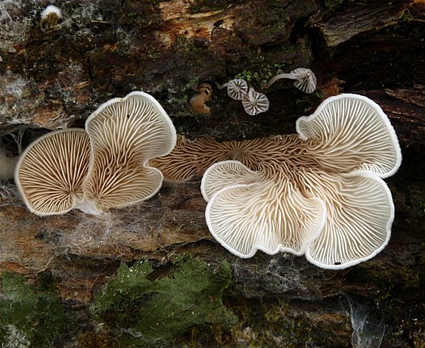 pahliva Crepidotus sp.