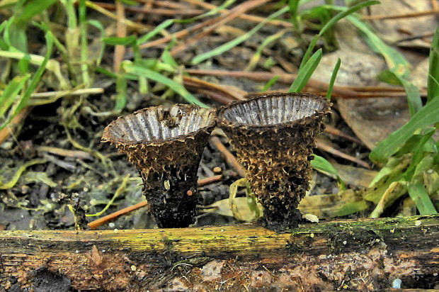 čiaškovec pásikavý Cyathus striatus (Huds.) Willd.