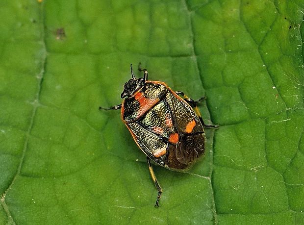 bzdocha kapustová Eurydema oleraceum