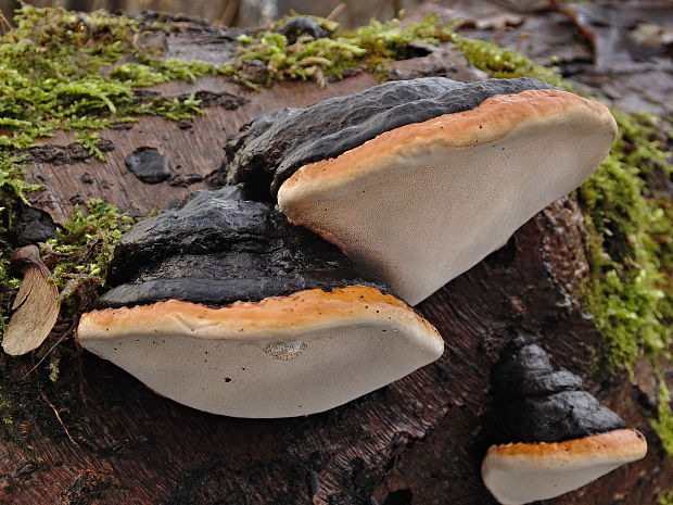 práchnovček pásikavý Fomitopsis pinicola (Sw.) P. Karst.