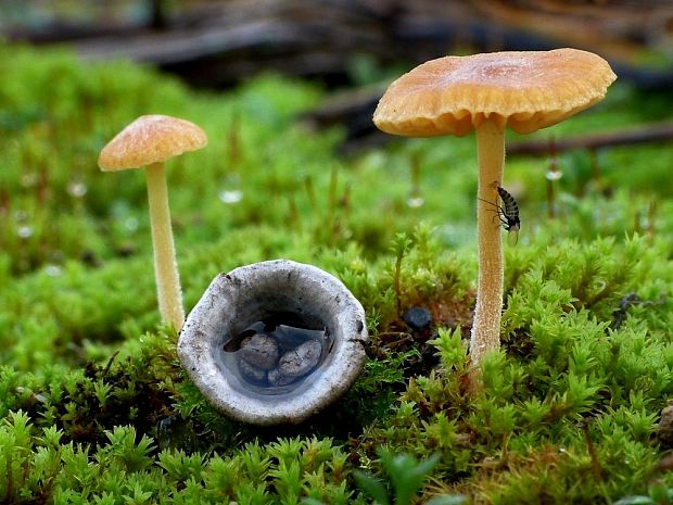 kapucňovka hladká Galerina graminea (Velen.) Kühner