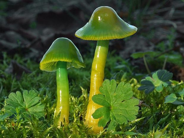 lúčnica žltozelená Gliophorus psittacinus (Schaeff.) Herink