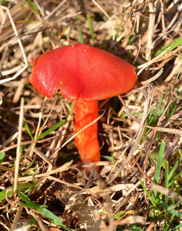 lúčnica šarlátová Hygrocybe coccinea (Schaeff.) P. Kumm.