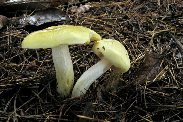 šťavnačka smrekovcová Hygrophorus lucorum Kalchbr.