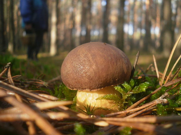 suchohríb hnedý Imleria badia (Fr.) Vizzini