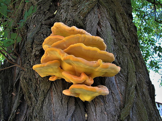 sírovec obyčajný Laetiporus sulphureus (Bull.) Murrill