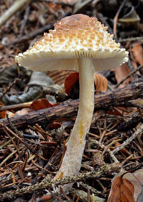 bedlička Lepiota sp.