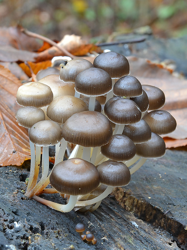 prilbička hnedosivá Mycena tintinnabulum (Paulet) Quél.