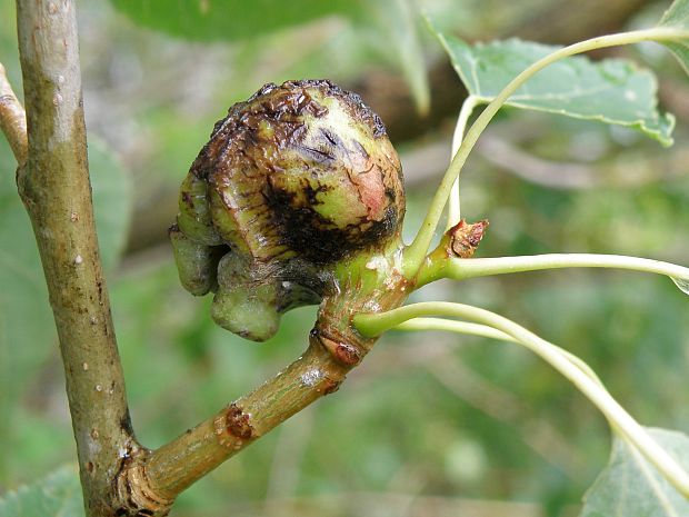 dutinárka / dutilka Pemphigus immunis Buckton, 1896