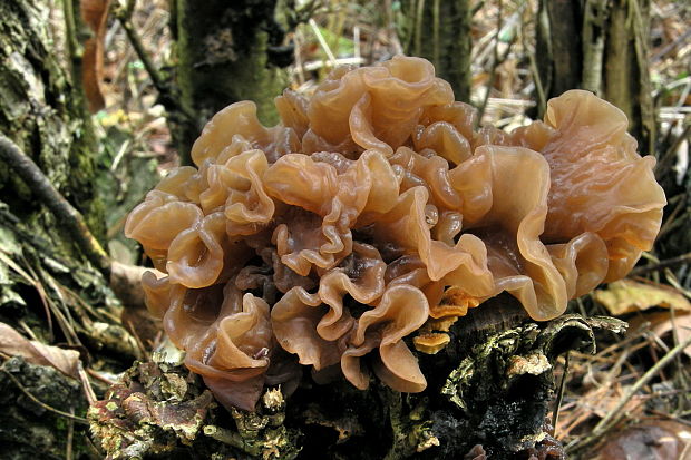 rôsolovka lupeňovitá Phaeotremella foliacea (Pers.) Wedin, J.C. Zamora & Millanes