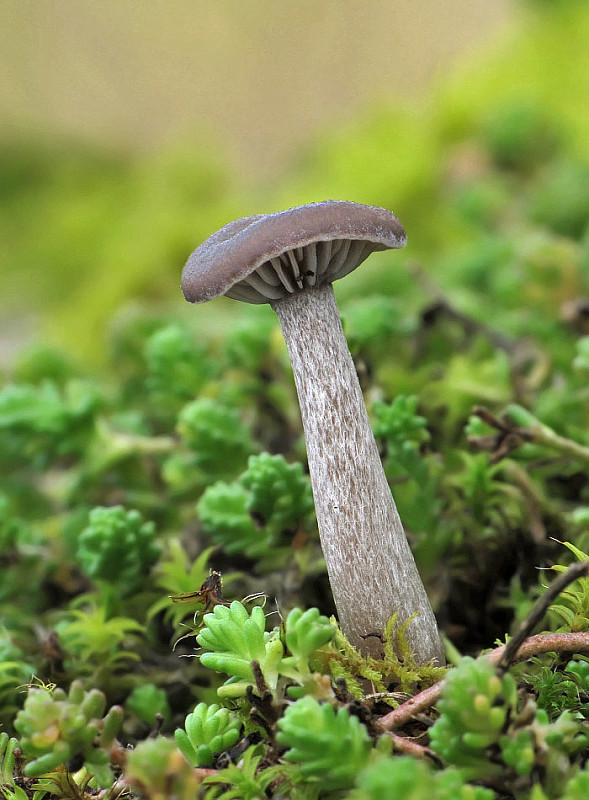 strmulica čiaškovitá Pseudoclitocybe cyathiformis (Bull.) Singer