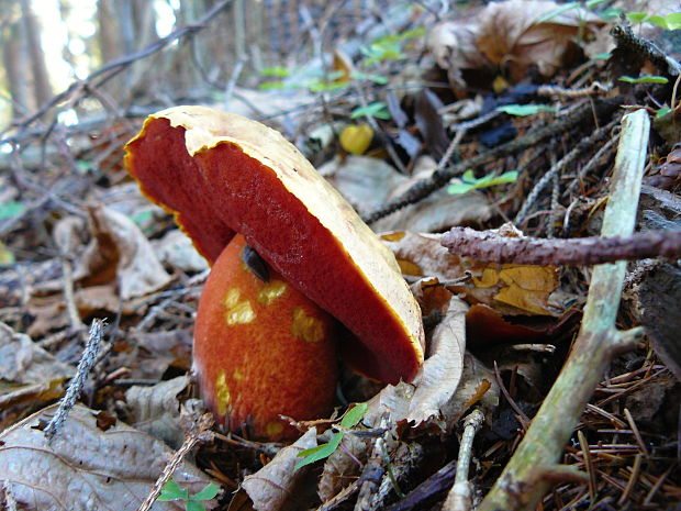 hríb zrnitohlúbikový Sutorius luridiformis (Rostk.) G. Wu & Zhu L. Yang