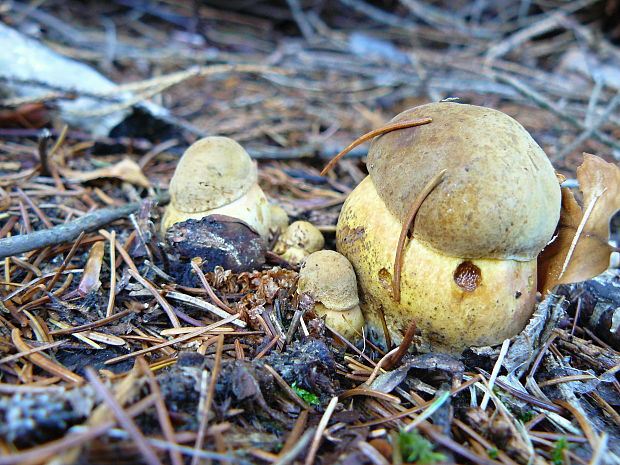 hríb zrnitohlúbikový Sutorius luridiformis (Rostk.) G. Wu & Zhu L. Yang