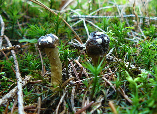 žezlovka hlavičkatá Tolypocladium capitatum (Holmsk.) Quandt, Kepler & Spatafora