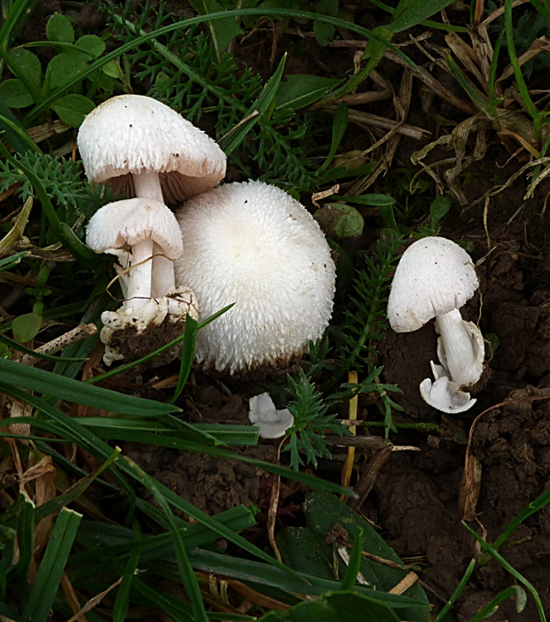 pošvovec malý Volvariella pusilla (Pers.) Singer