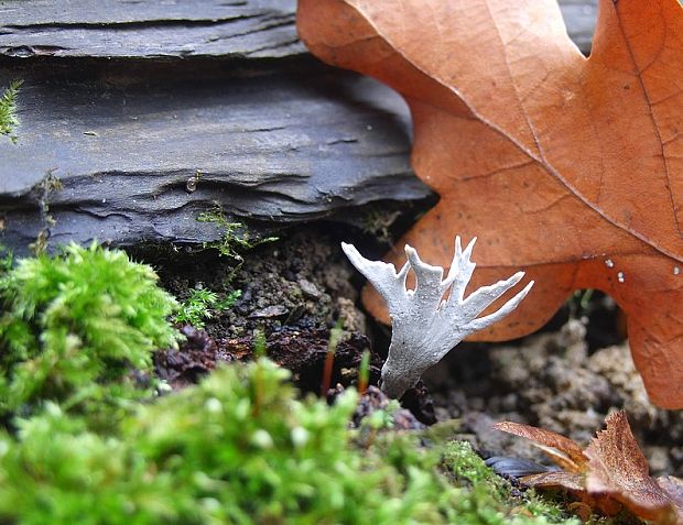 drevnatec parohatý Xylaria hypoxylon (L.) Grev.