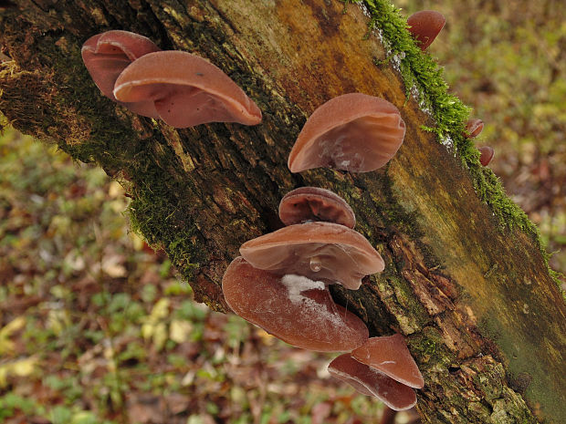 uchovec bazový Auricularia auricula-judae (Bull.) Quél.