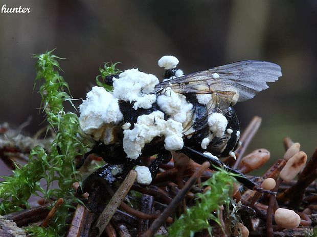 bovéria Beauveria sp.