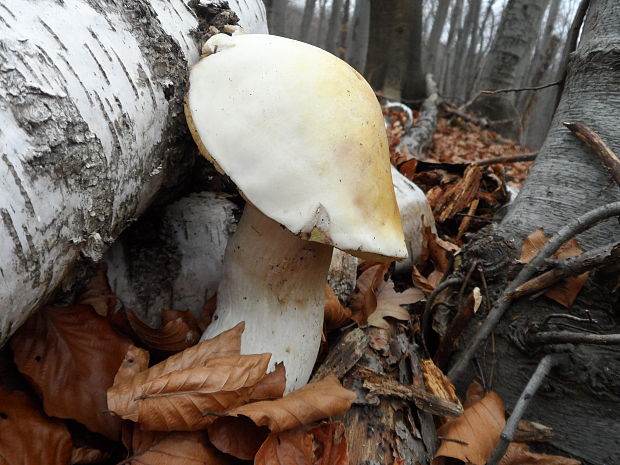 hríb brezový Boletus betulicola (Vassilkov) Pilát & Dermek (1974)