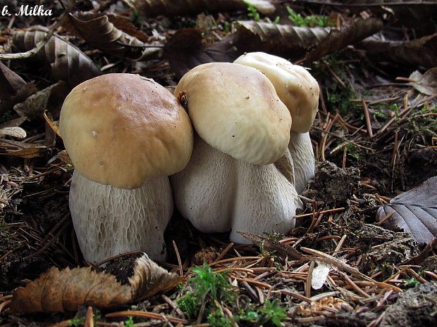 hríb smrekový Boletus edulis Bull.