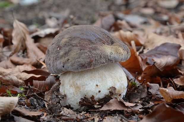 hríb sosnový Boletus pinophilus Pil. et Dermek in Pil.