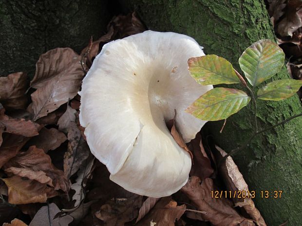 strmuľka inovaťová? Clitocybe nebularis? (Batsch) P. Kumm.