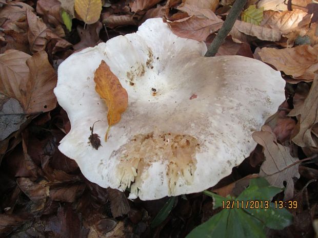 strmuľka inovaťová Clitocybe nebularis (Batsch) P. Kumm.