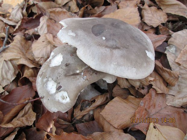 strmuľka inovaťová Clitocybe nebularis (Batsch) P. Kumm.