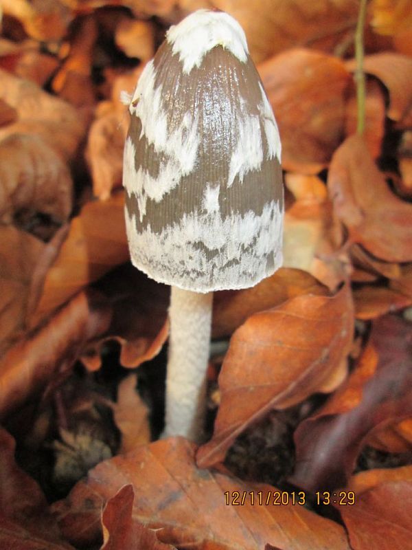 hnojník strakatý Coprinopsis picacea (Bull.) Redhead, Vilgalys & Moncalvo