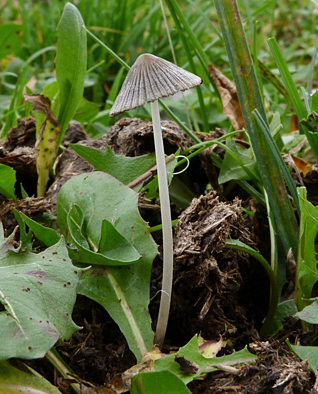 hnojník Coprinus sp.