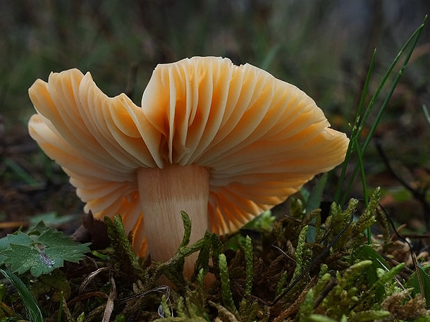 lúčnica statná Cuphophyllus pratensis (Fr.) Bon