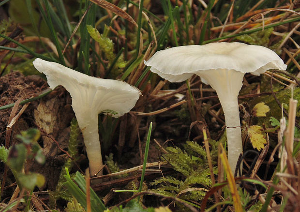 lúčnica snehobiela Cuphophyllus virgineus (Wulfen) Kovalenko