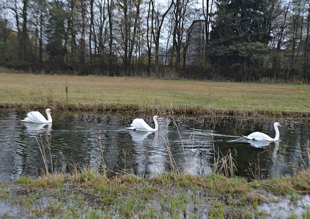 labuť hrbozoba Cygnus olor