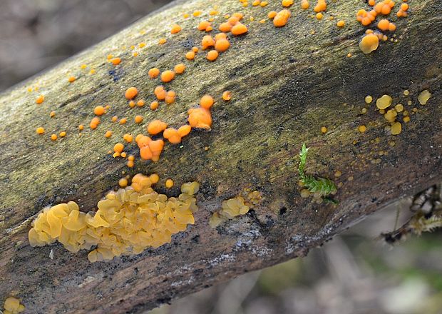 slzovec Dacrymyces sp.