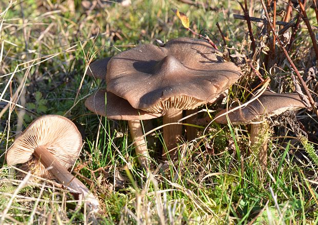 hodvábnica porfýrová Entoloma porphyrophaeum (Fr.) P. Karst.