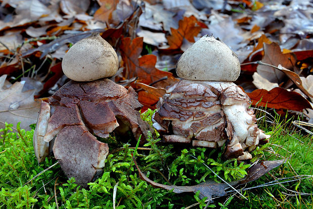 hviezdovka červenkastá Geastrum rufescens Pers.