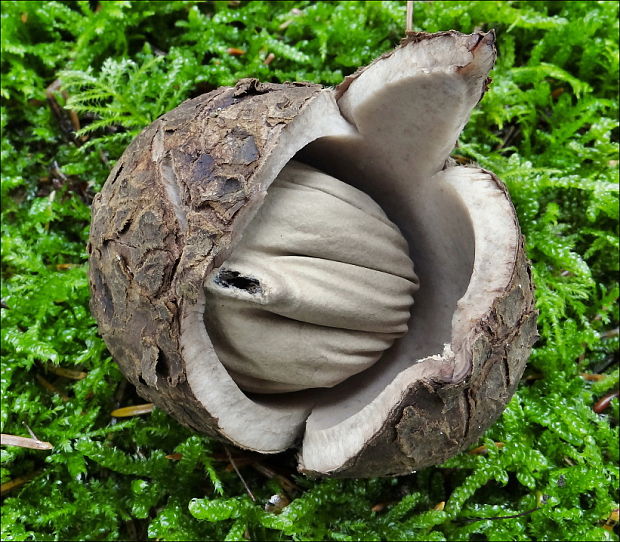 hviezdovka trojitá Geastrum triplex Jungh.