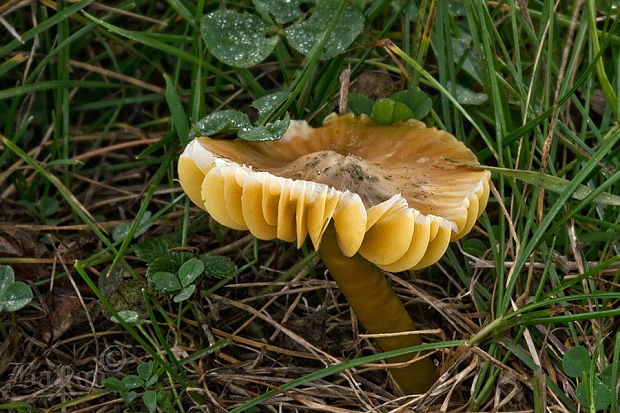 lúčnica žltozelená Gliophorus psittacinus (Schaeff.) Herink