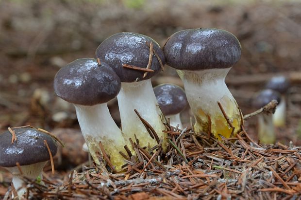 sliziak mazľavý Gomphidius glutinosus (Schaeff.) Fr.