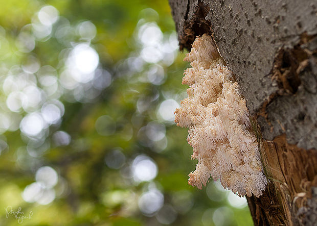 koralovec jedľový Hericium alpestre Pers.