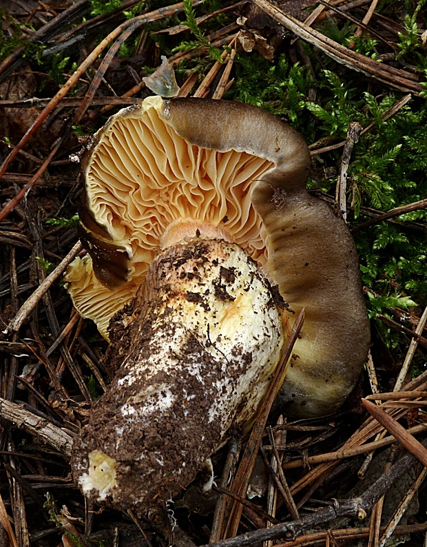 šťavnačka mrazová Hygrophorus hypothejus (Fr.) Fr.