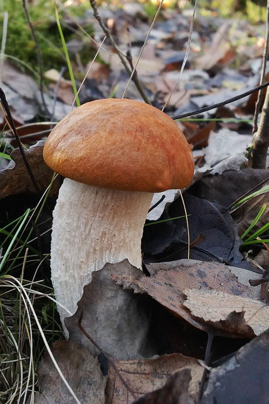 kozák osikový Leccinum albostipitatum den Bakker & Noordel.