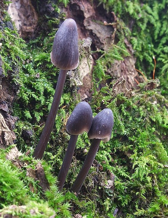 prilbička ryhovaná Mycena polygramma (Bull.) Gray