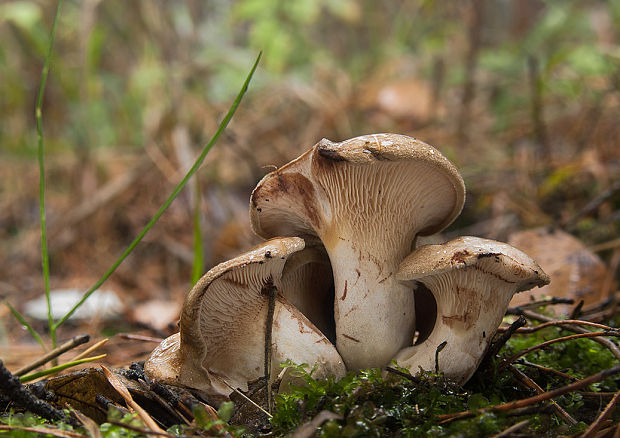 čechračka podvinutá  Paxillus involutus (Batsch) Fr.