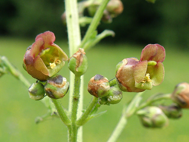 krtičník hľuznatý / krtičník hlíznatý Scrophularia nodosa L.