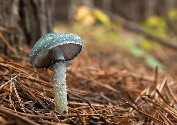 golierovka zelenkastá Stropharia aeruginosa (Curtis) Quél.