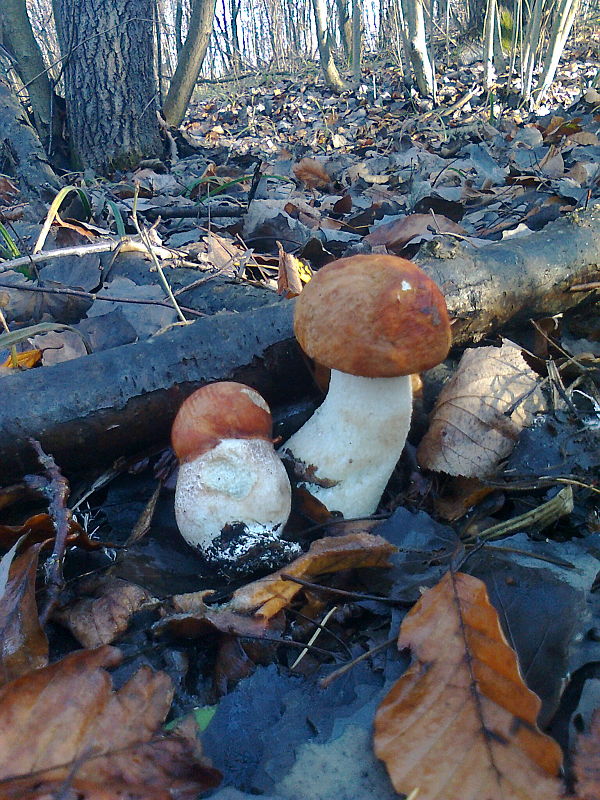 kozák osikový leccinum rufum