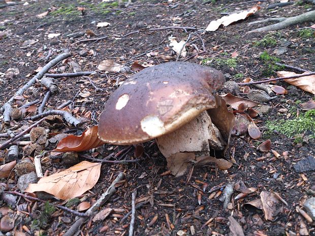 hríb smrekový Boletus edulis Bull.