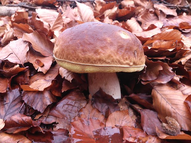 hríb smrekový Boletus edulis Bull.