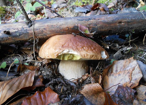 hríb smrekový Boletus edulis Bull.